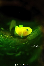 yellow goby with eggs by Massimo Giorgetta 
